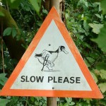 lameduck lameduck