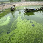 algae