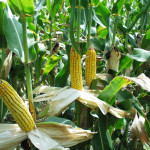 corn-ears