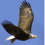 Bald-Eagle-leopoldo-miranda