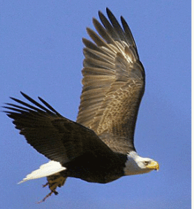 Bald-Eagle-leopoldo-miranda